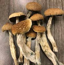 Amazonian Mushrooms