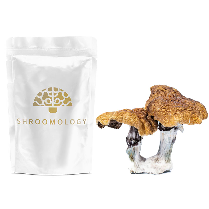 shroomology driedshrooms